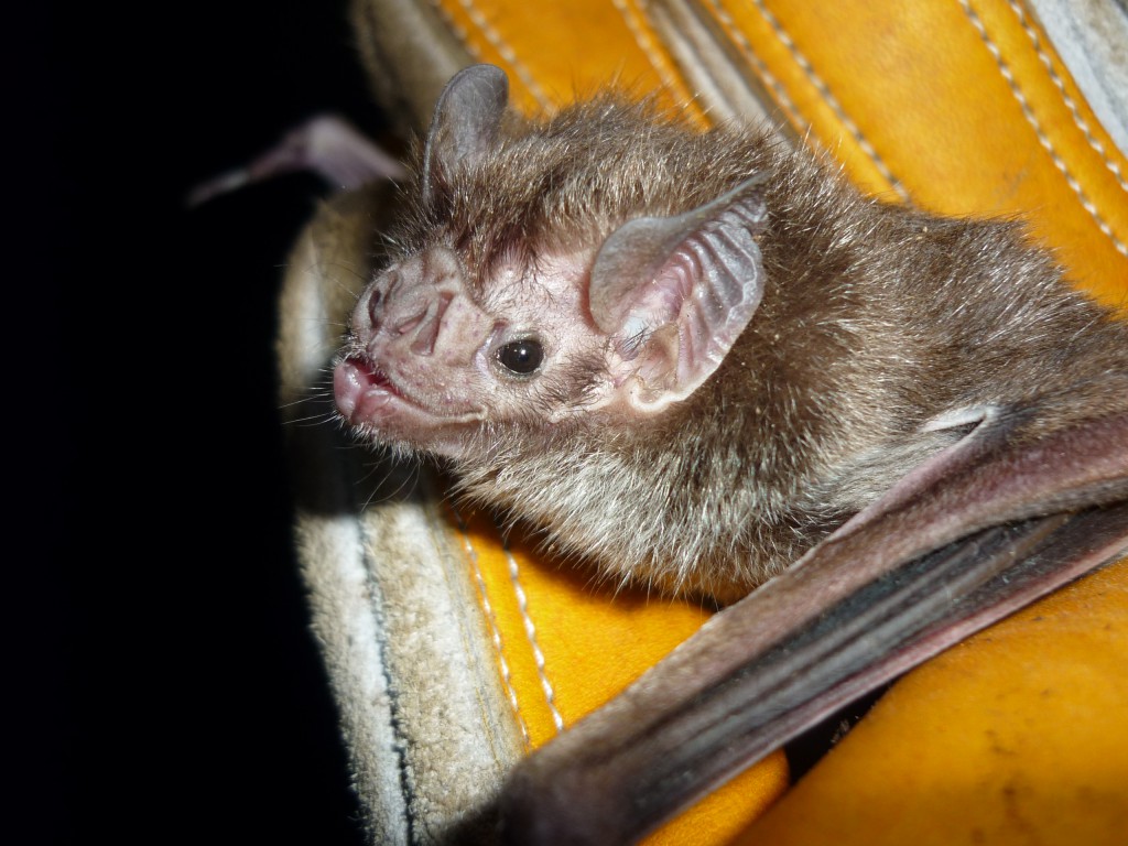 bats