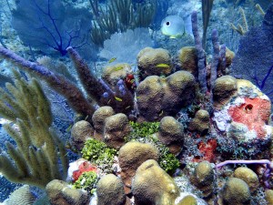 Coral_Reef